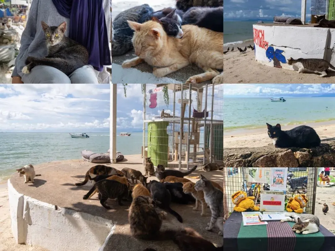 《猫猫收容岛》——倾斜的地平线作品