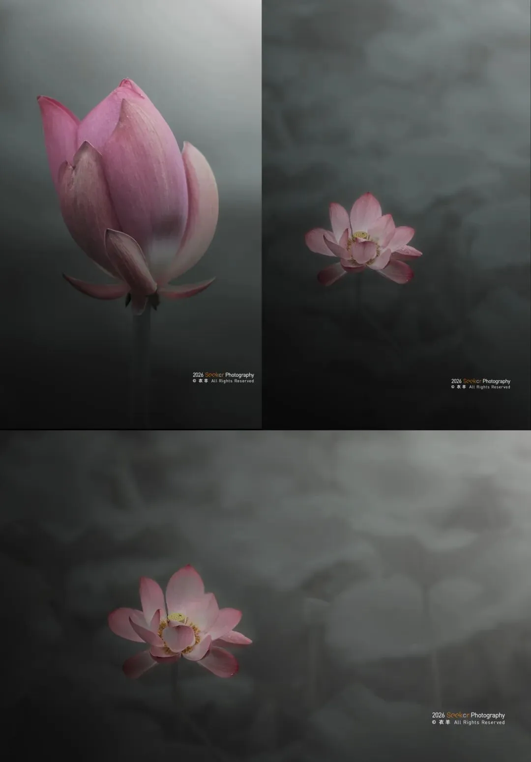 《墨荷》——衣羊作品