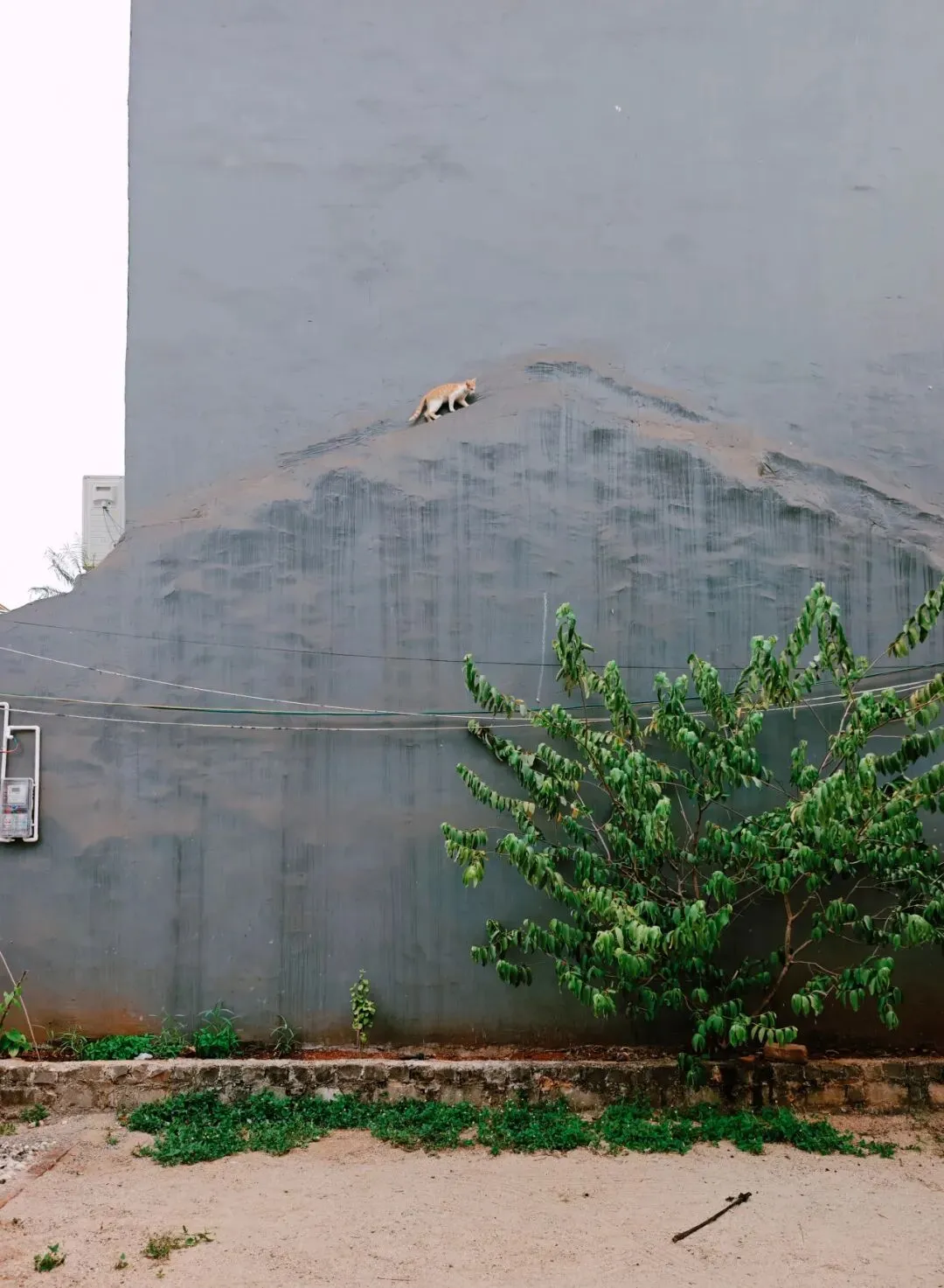 《飞天猫》——黑暗之王作品